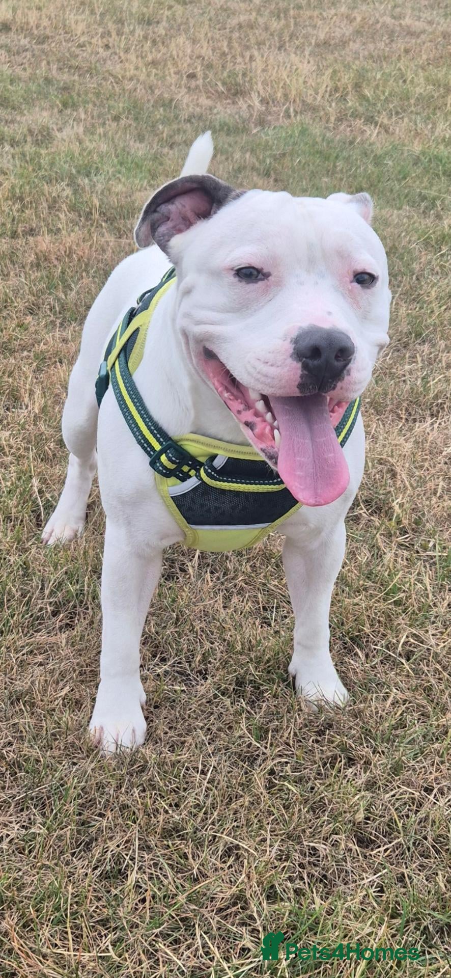 Staffordshire Bull Terrier dogs Staffordshire bull terrier for stud - Advert 1