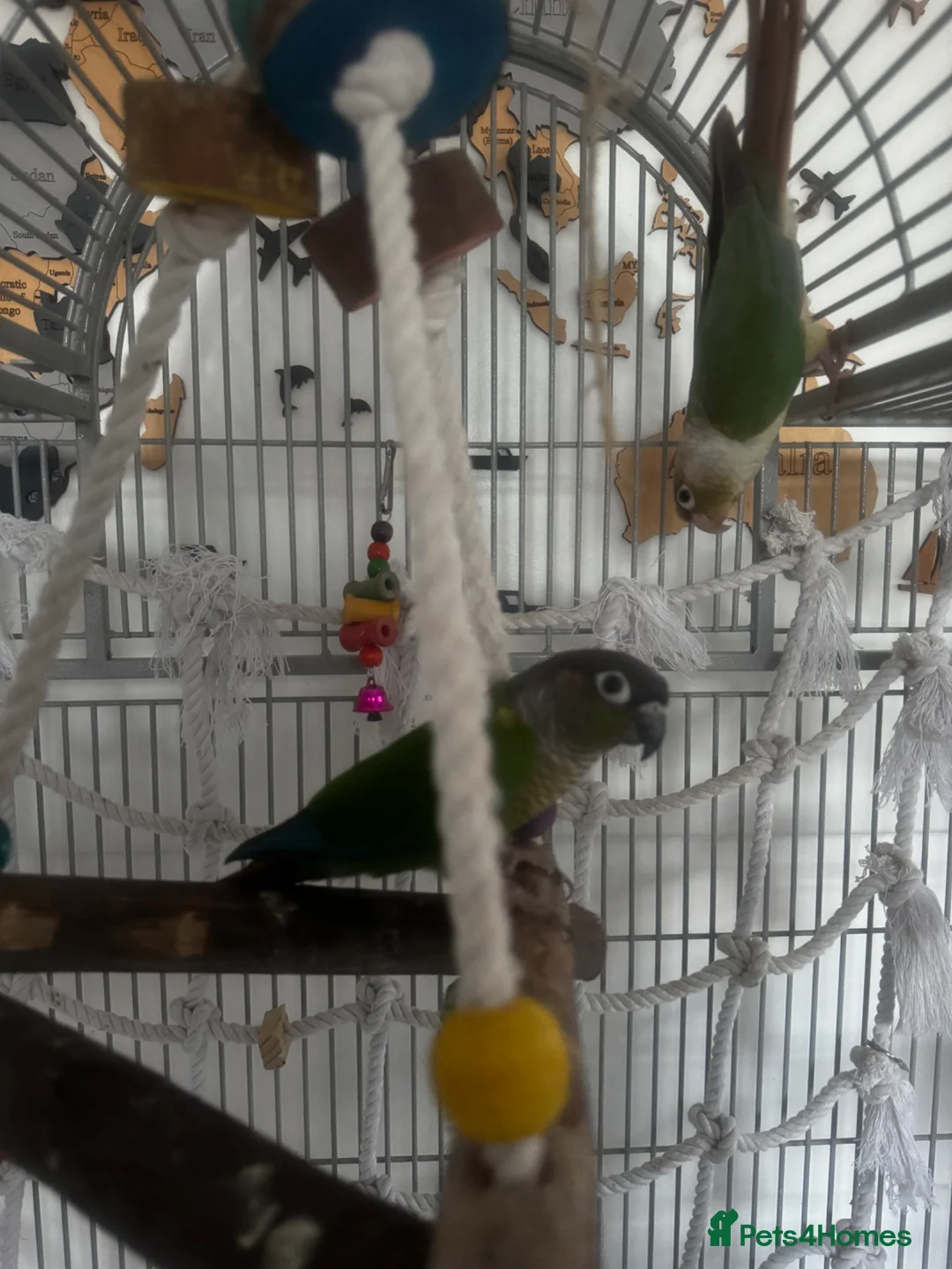 Conures birds for sale: Conures for sale in Nottingham - Advert 1