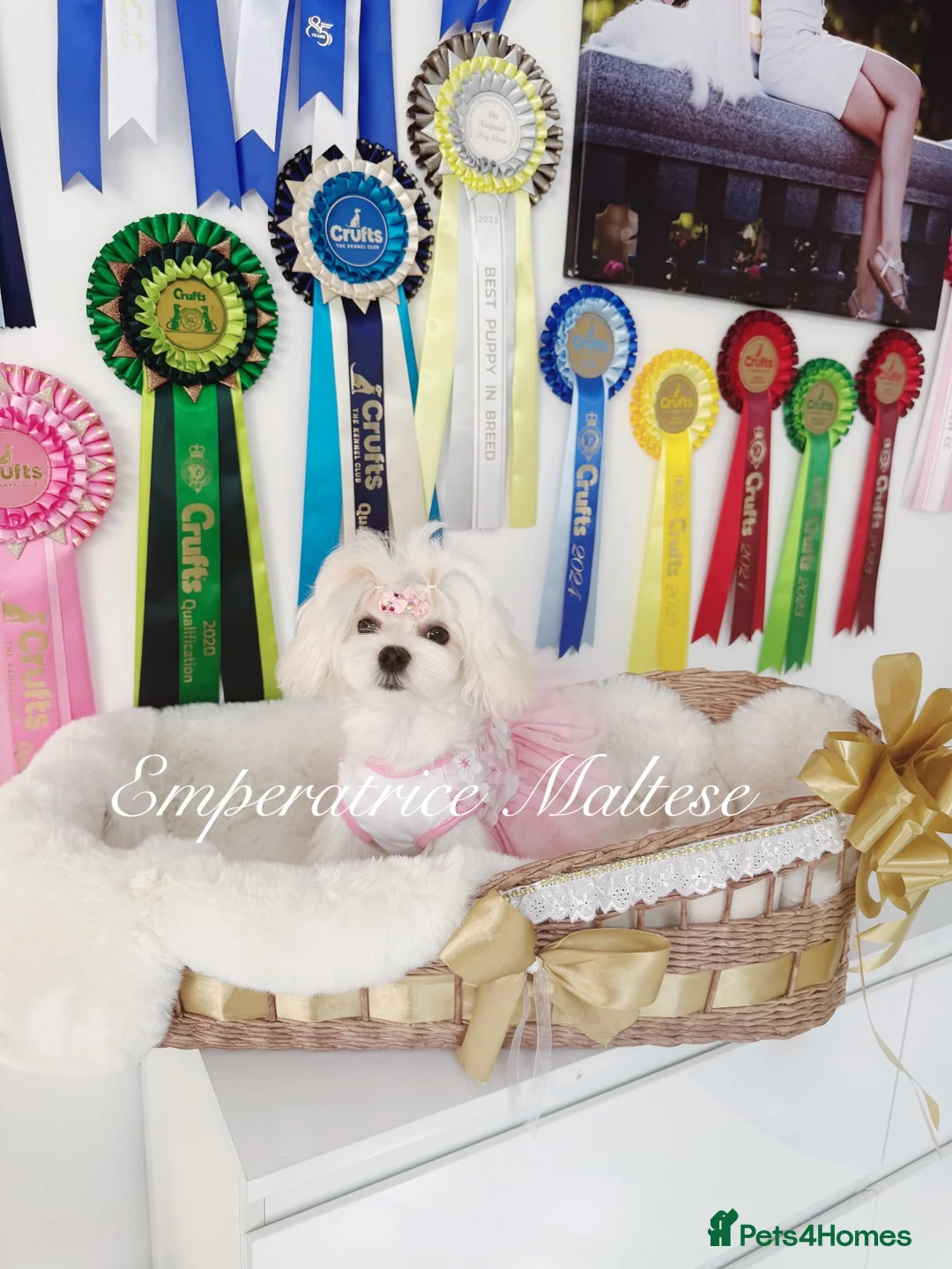 Maltese dogs for sale: Tiny KC Reg. Korean Show line puppies!  - Advert 1