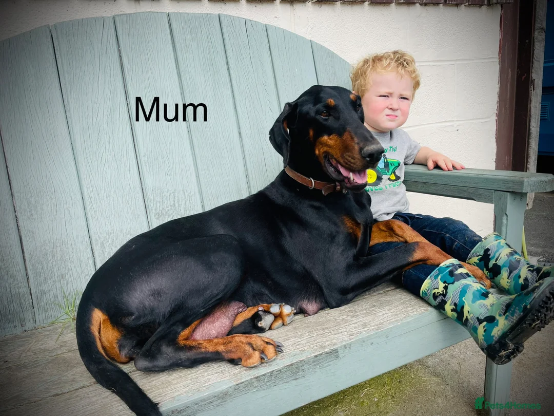 Dobermann dogs for sale: Beautiful Dobermann puppies  in Kington - Advert 2