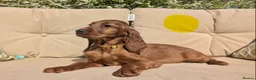 Irish Setter dogs for sale: KC registered Irish Setter Puppies  - Advert 14