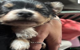 Pomchi dogs for sale: Beautiful female puppy ready now!  in Godstone - Image 13