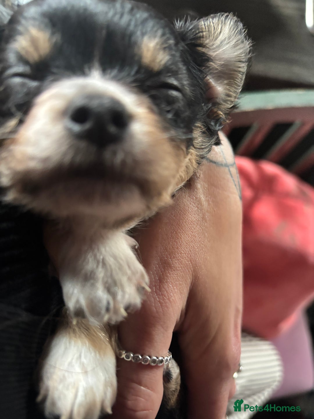 Pomchi dogs for sale: Beautiful female puppy ready now!  in Godstone - Image 13