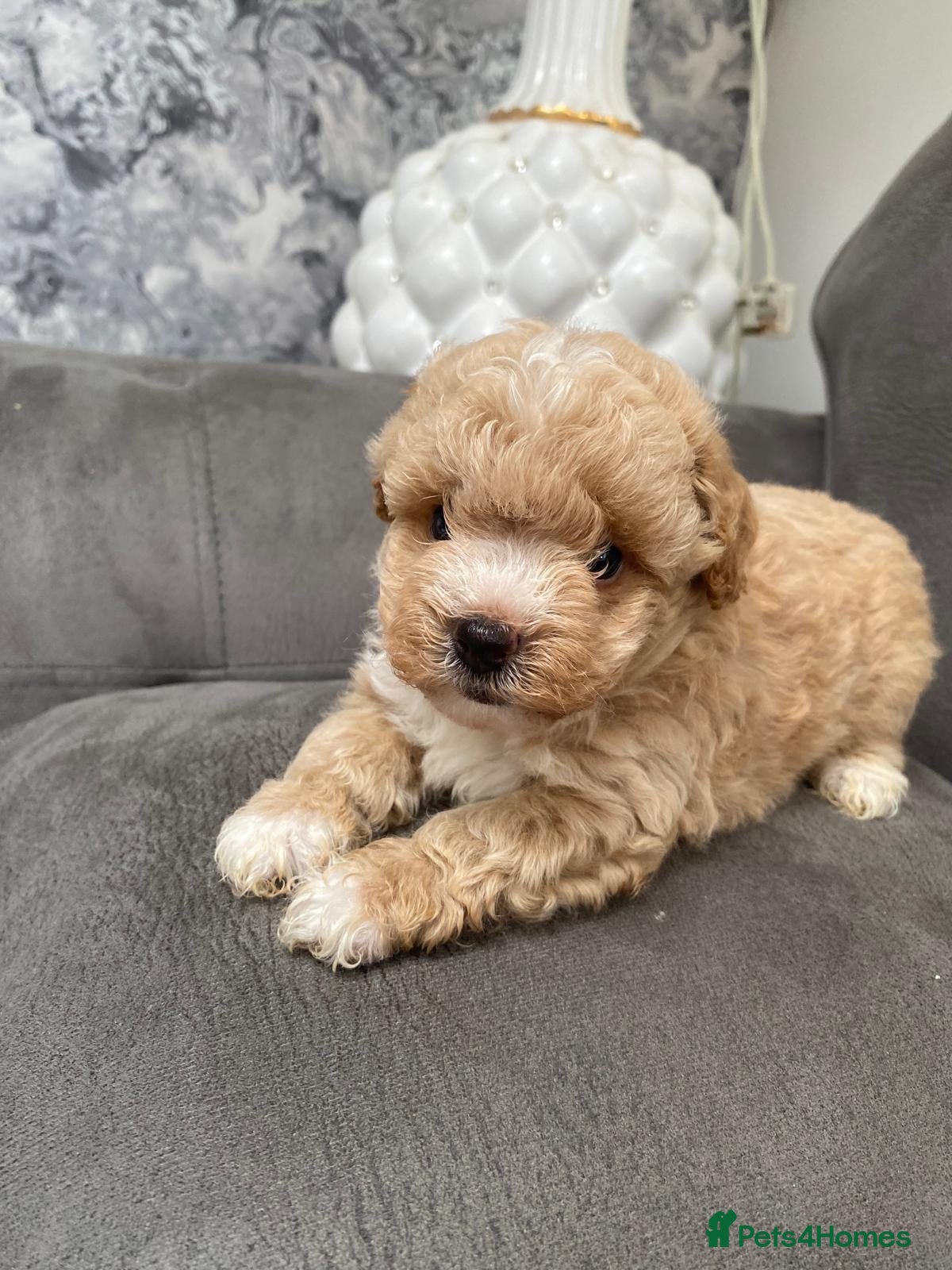 Maltipoo dogs Multipoo - Advert 2