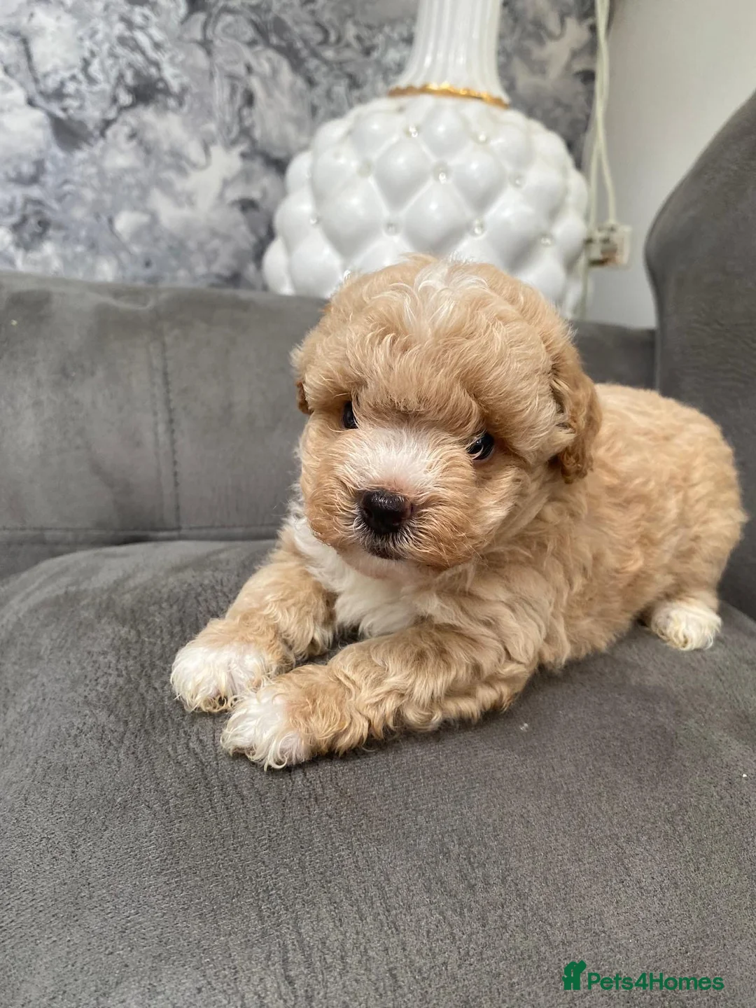 Maltipoo dogs for sale: Multipoo - Advert 14