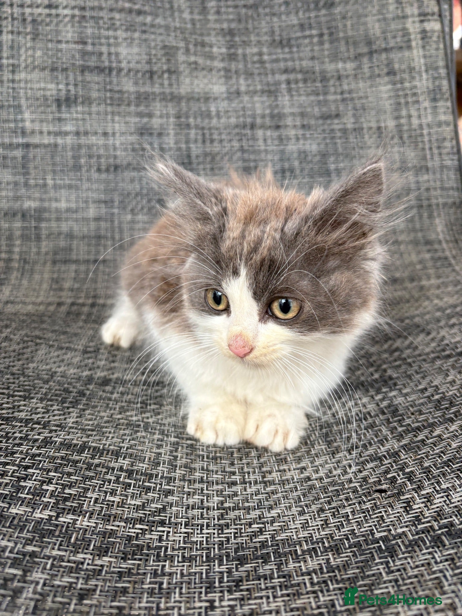 Mixed Breed cats Gorgeous male kitten - Advert 10