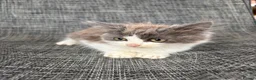 Mixed Breed cats for sale: Gorgeous male kitten - Advert 1