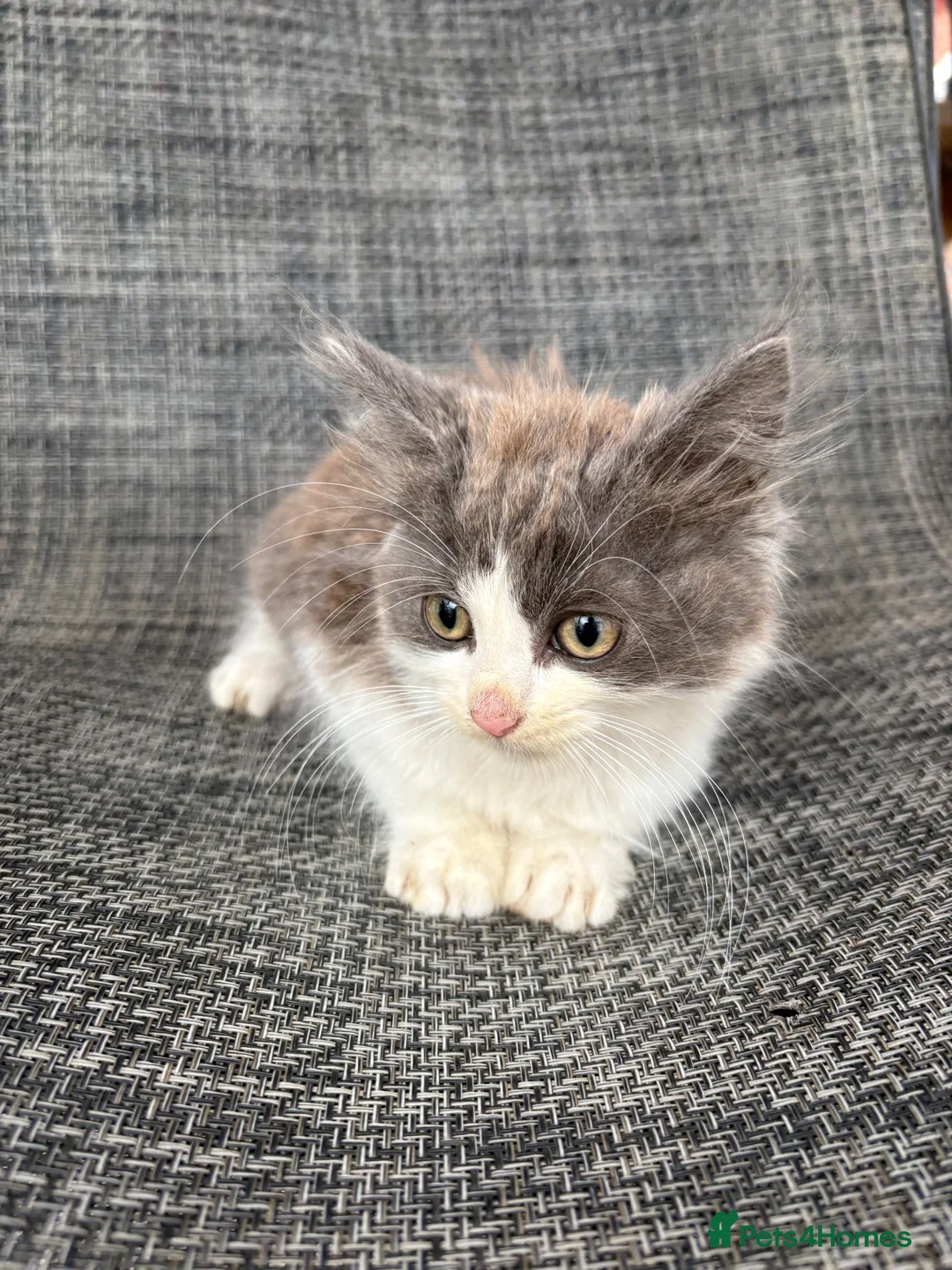 Mixed Breed cats for sale: Gorgeous male kitten - Advert 1