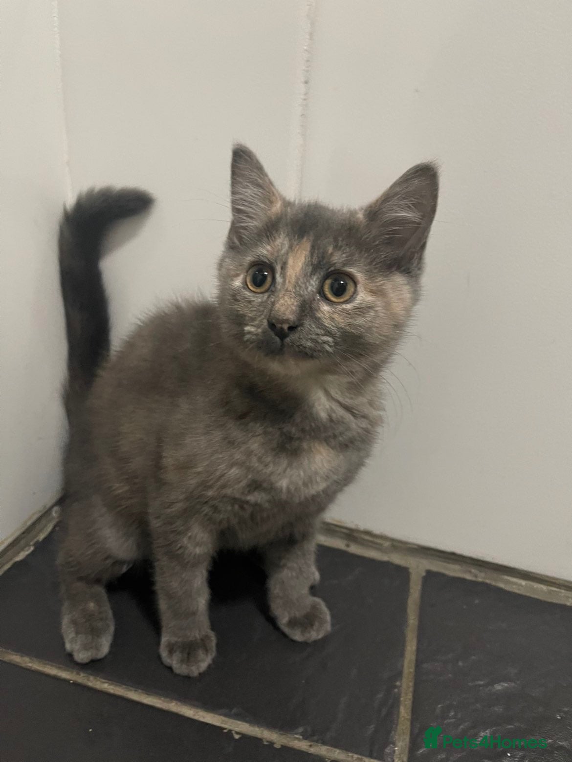 Mixed Breed cats Cats for sale - Advert 1
