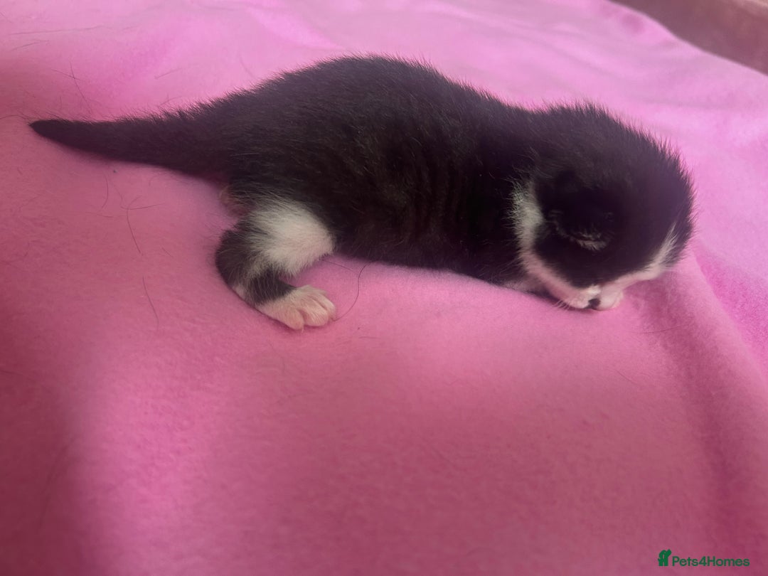 Mixed Breed cats for sale: 2 beautiful tabby girls and 1 Black & white Boy - Image 10