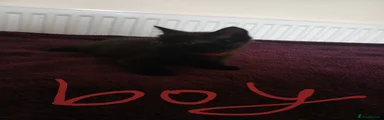 Mixed Breed Kitten 1
