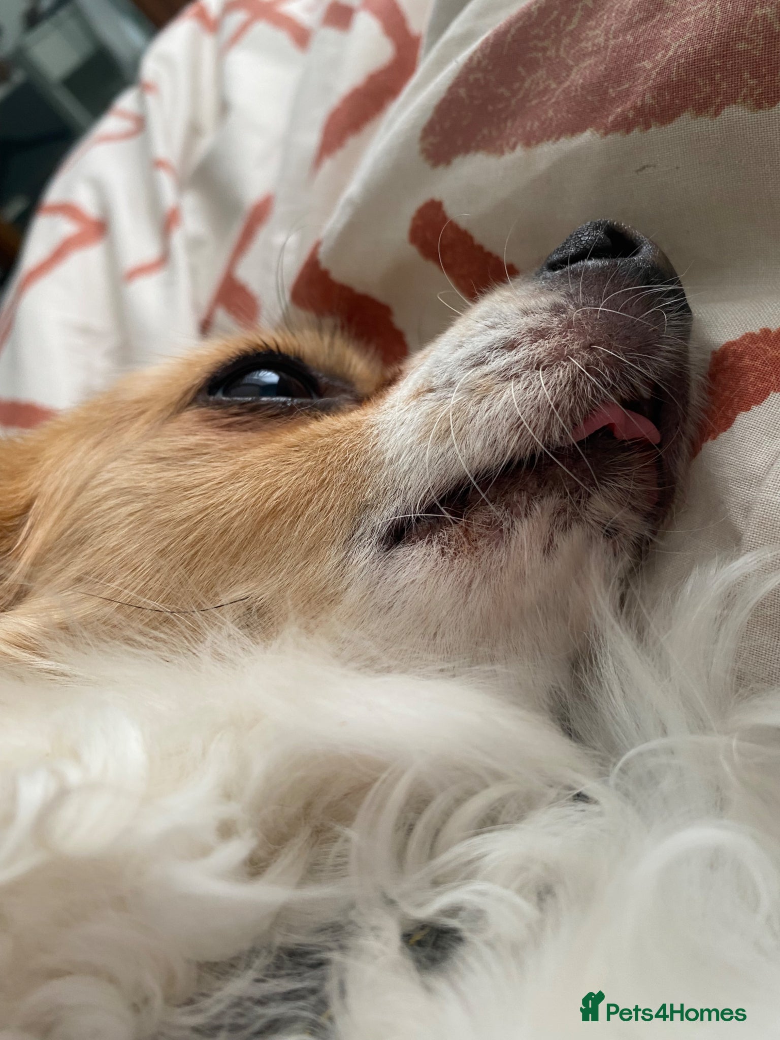 Chihuahua dogs for sale: Old boy REHOME required in Ilminster - Advert 6