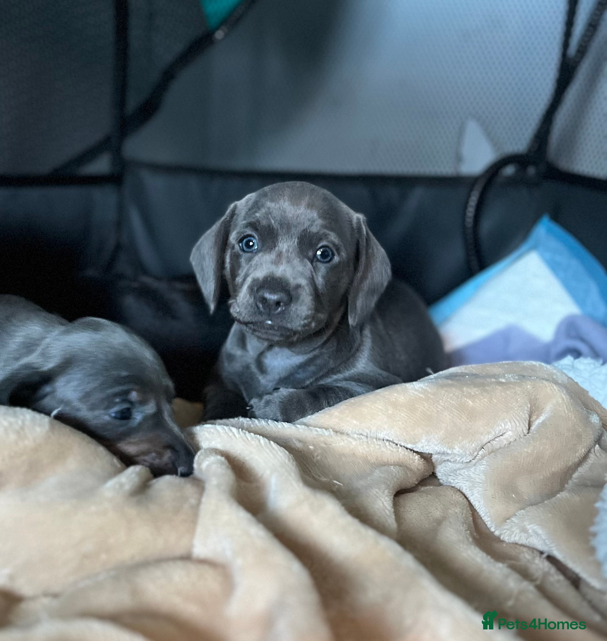 Dachshund dogs Last two Grey Dachshund Puppies left - Advert 7