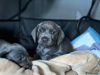 Dachshund dogs Last two Grey Dachshund Puppies left - Advert 1