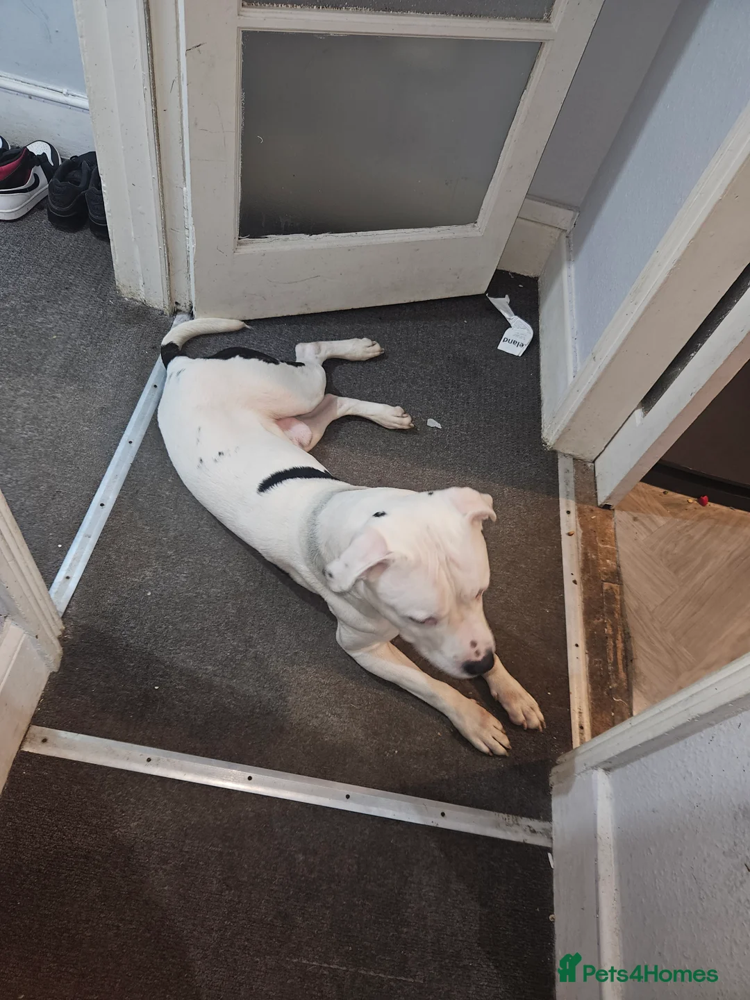 Mixed Breed dogs for sale: Brucey  - Advert 2