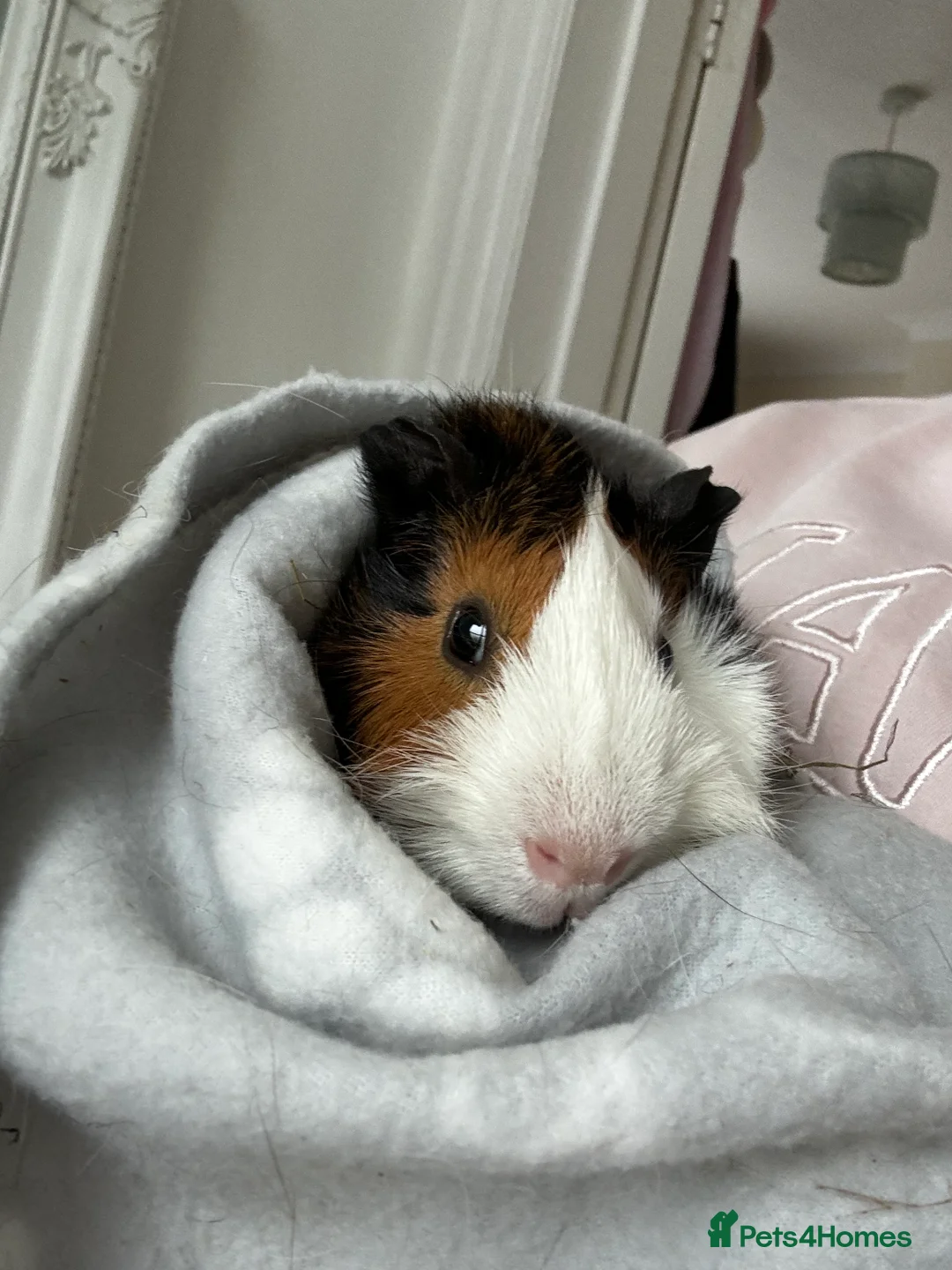 Guinea Pig rodents for sale: 2 male bonded brothers  - Advert 2