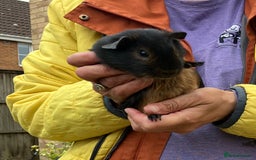 Guinea Pig rodents for sale: Baby purebred Black Tan guinea pig -Boars only - Image 6