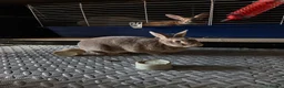 Rex rabbits for sale: Loving home wanted two bonded Mini Rex rabbits  in Rochester - Advert 2