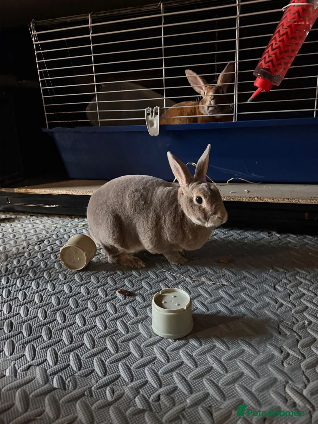 Rex rabbits for sale: Loving home wanted two bonded Mini Rex rabbits  in Rochester - Advert 2
