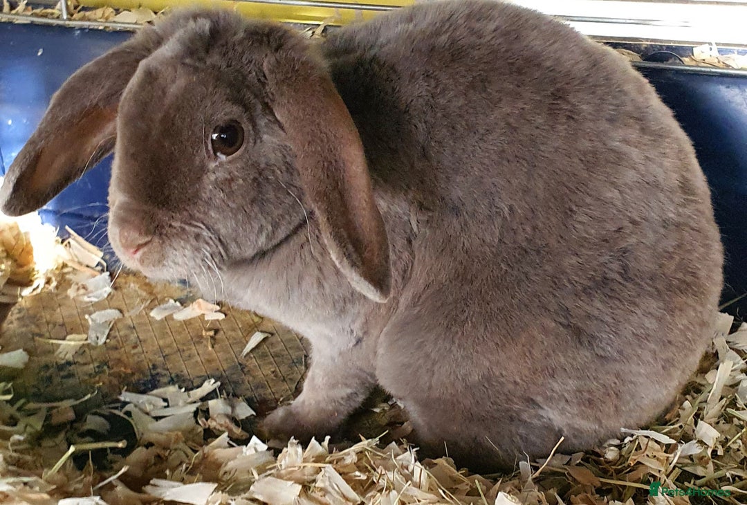 Mini Lop rabbits for sale: Gorgeous mini plush doe - Image 3