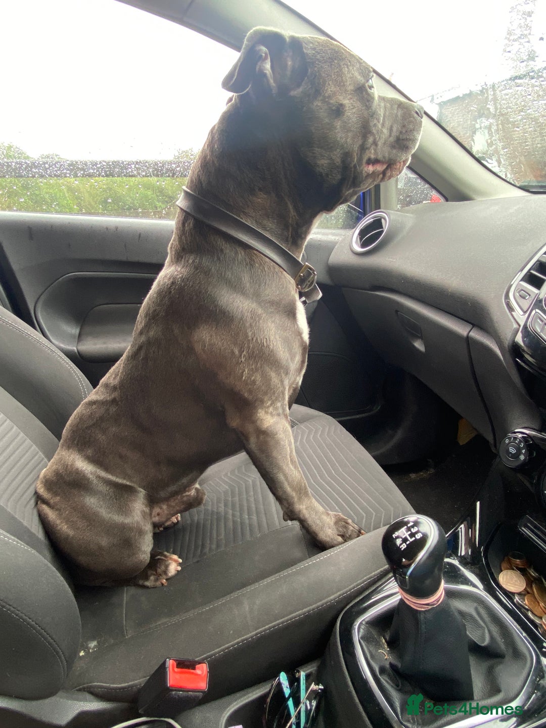 Staffordshire Bull Terrier dogs for stud: KC PROVEN Blue Staffordshire Bull Terrier for STUD in Wakefield - Advert 6