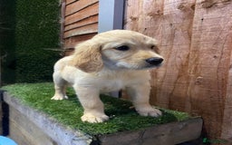Golden Retriever dogs for sale: KC REGISTERED ®️ GOLDEN RETRIEVER PUPPIES 🐶 ❤️ - Image 6