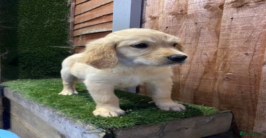 Golden Retriever dogs - Advert 13