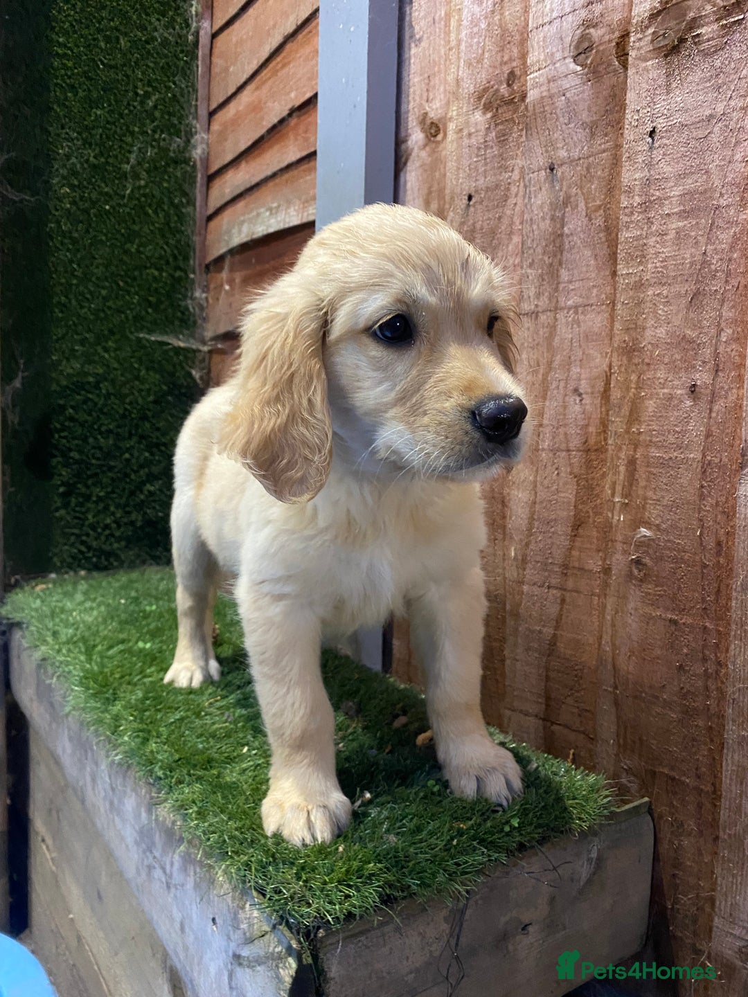 Golden Retriever dogs for sale: KC REGISTERED ®️ GOLDEN RETRIEVER PUPPIES 🐶 ❤️ - Image 6