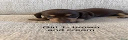 Miniature Dachshund dogs for sale: KC registered miniature dachshunds  - Advert 14