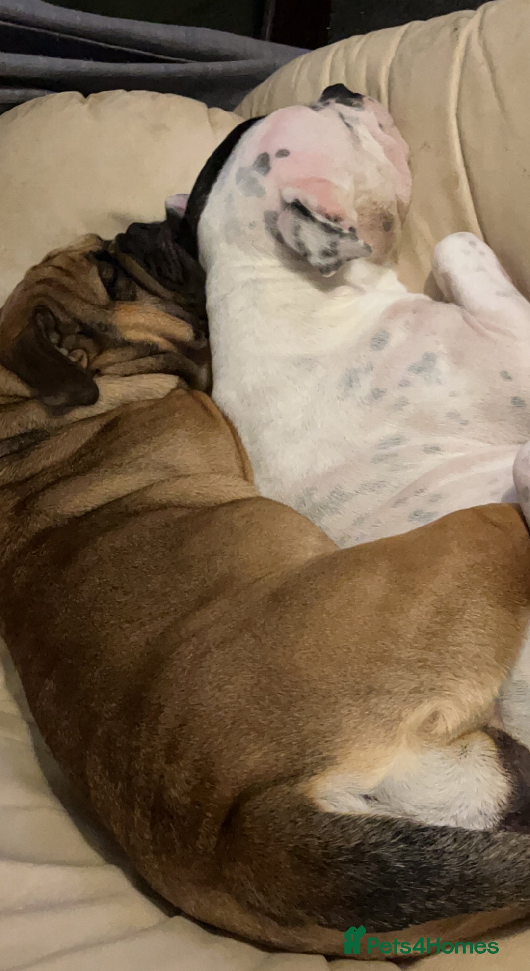 Mixed Breed dogs for sale: English bulldog / staff  - Advert 8