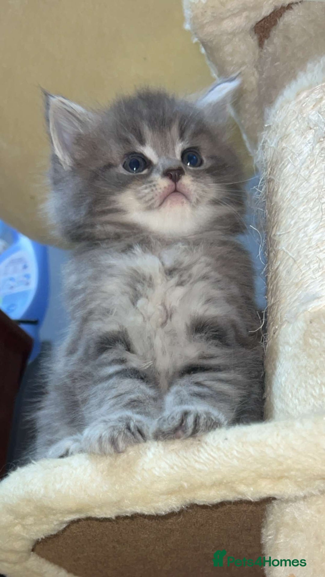 Mixed Breed cats for sale: Stunning Ragdoll x Maine Coon Kittens - Advert 28