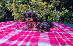 Cavalier King Charles Spaniel dogs for sale: KC Beautiful Cavalier King Charles puppies - Image 10