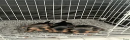 Yorkshire Terrier dogs for sale: Kc Yorkshire Terrier puppy’s  - Advert 9
