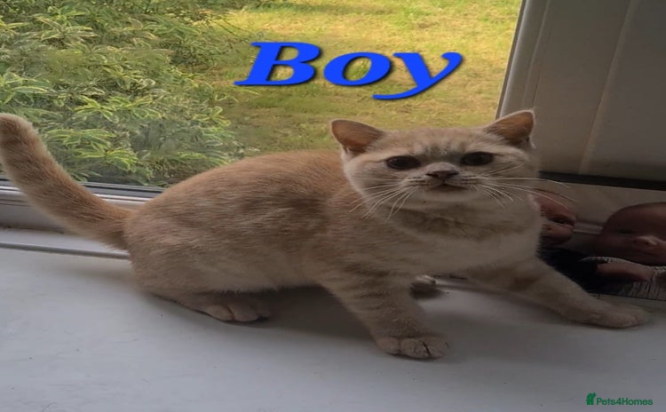 British Shorthair cats - Advert 4