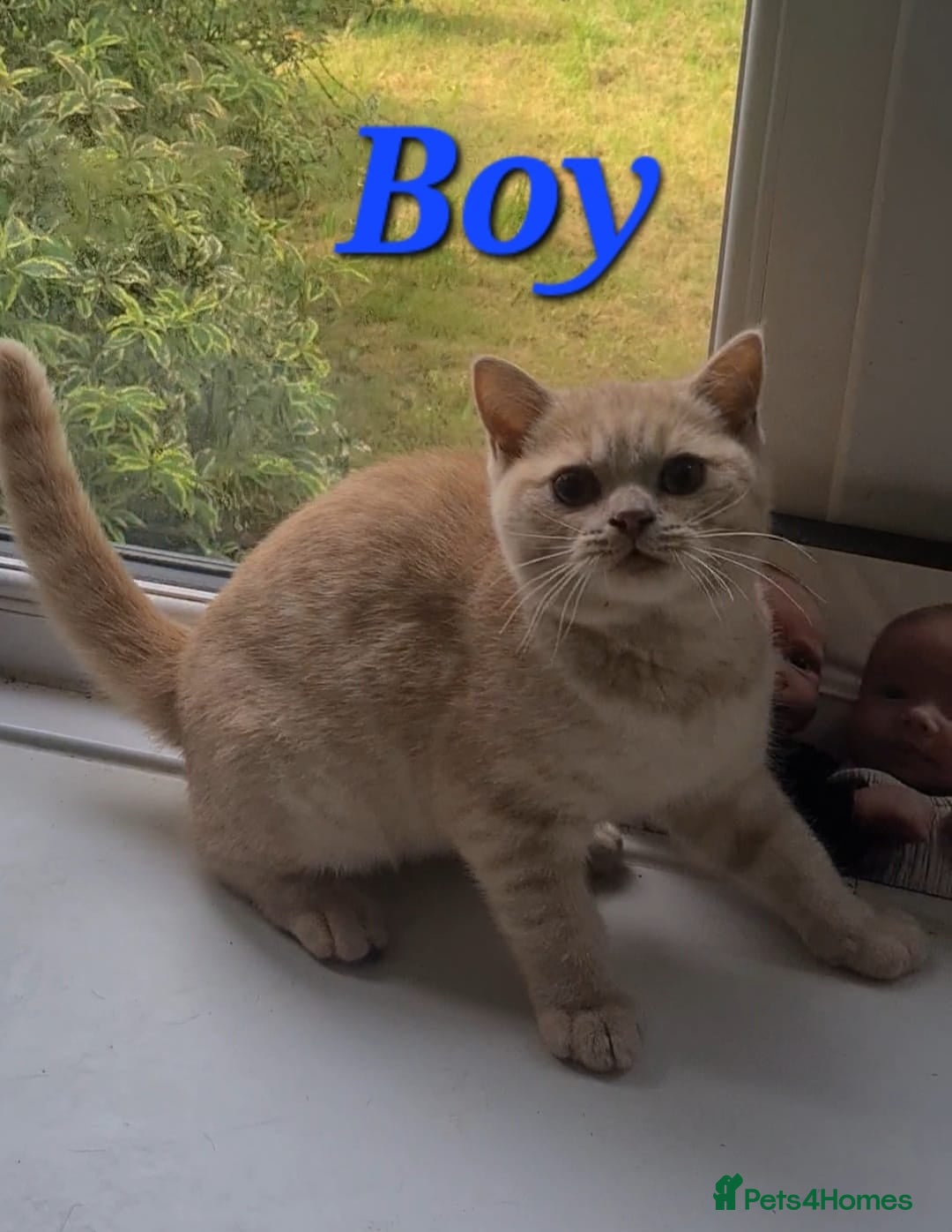 British Shorthair cats for sale: Ready to leave*bsh babies - Image 3