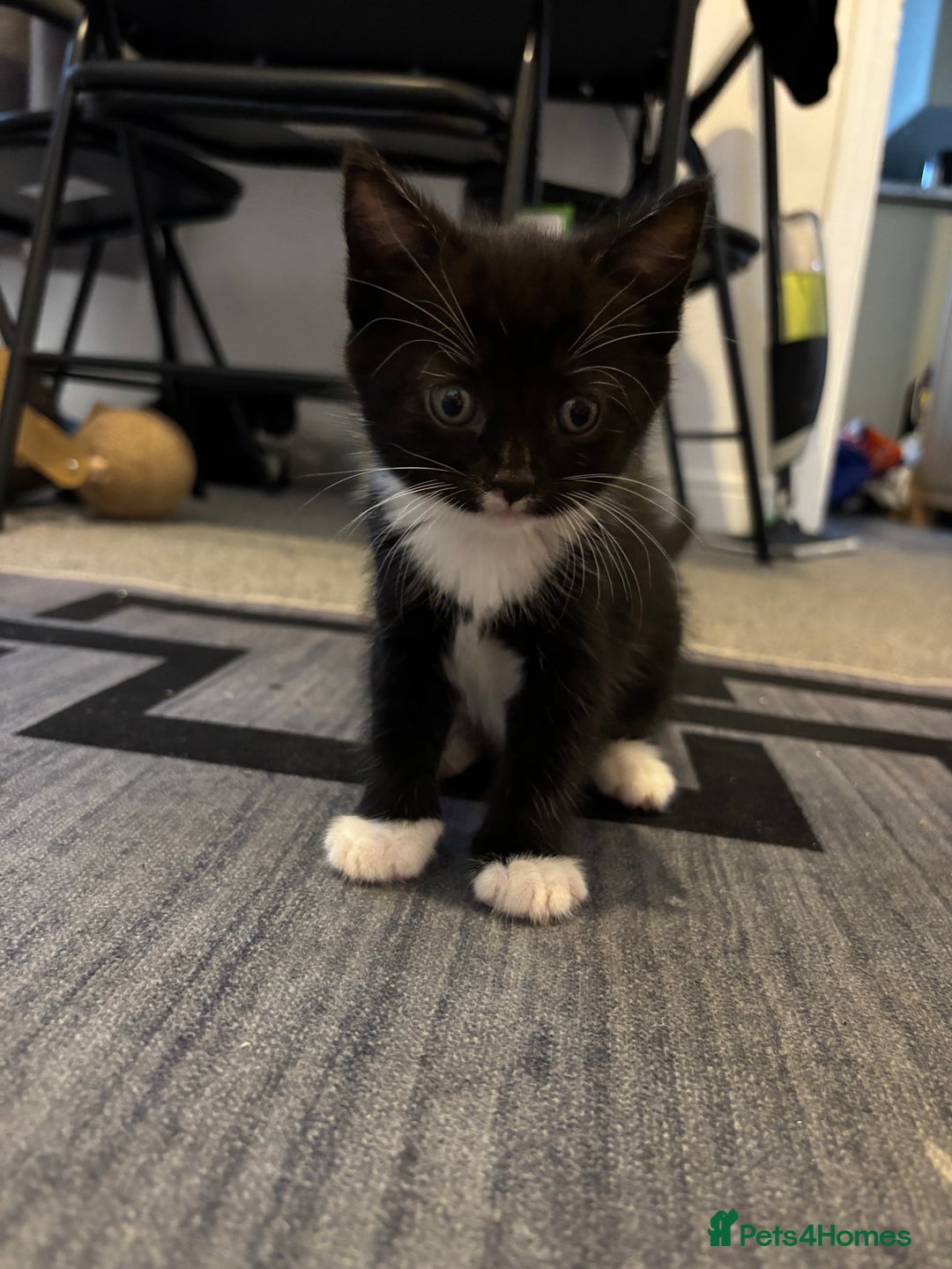 British Longhair cats for sale: Three adorable kittens  - Image 19