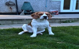Beagle dogs for stud: Ragnar (KC STUD) in Liverpool - Image 3