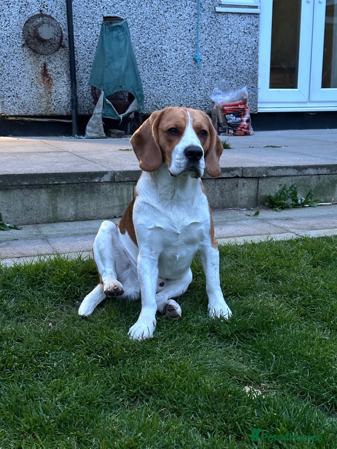 Beagle dogs for stud: Ragnar (KC STUD) in Liverpool - Image 3