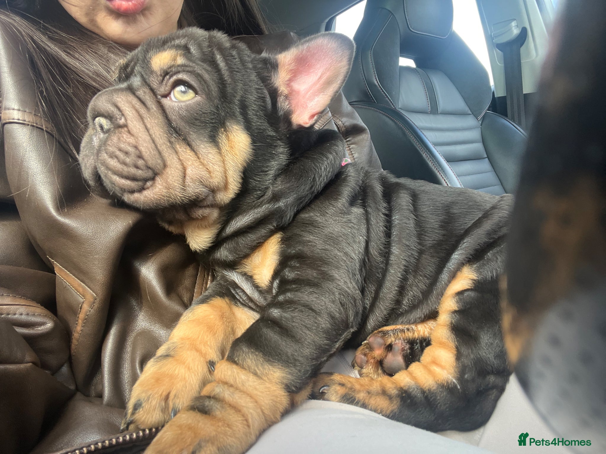 French Bulldog dogs 1 gorgeous puppy left 🐾 - Advert 6