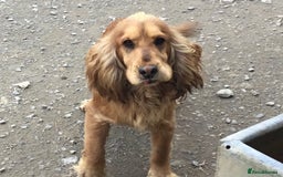 Mixed Breed dogs for sale: Chunky, Lab x Cocker  Fox Red Cockador pups - Image 11