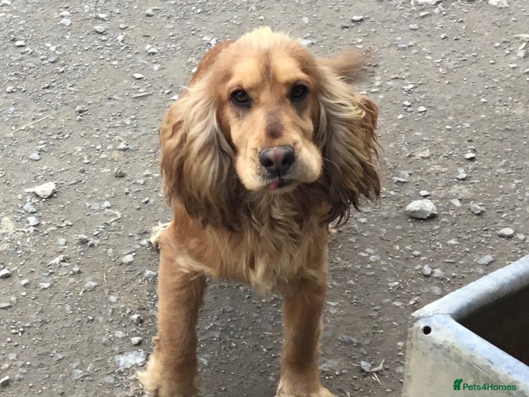 Mixed Breed dogs for sale: Chunky, Lab x Cocker  Fox Red Cockador pups - Image 11