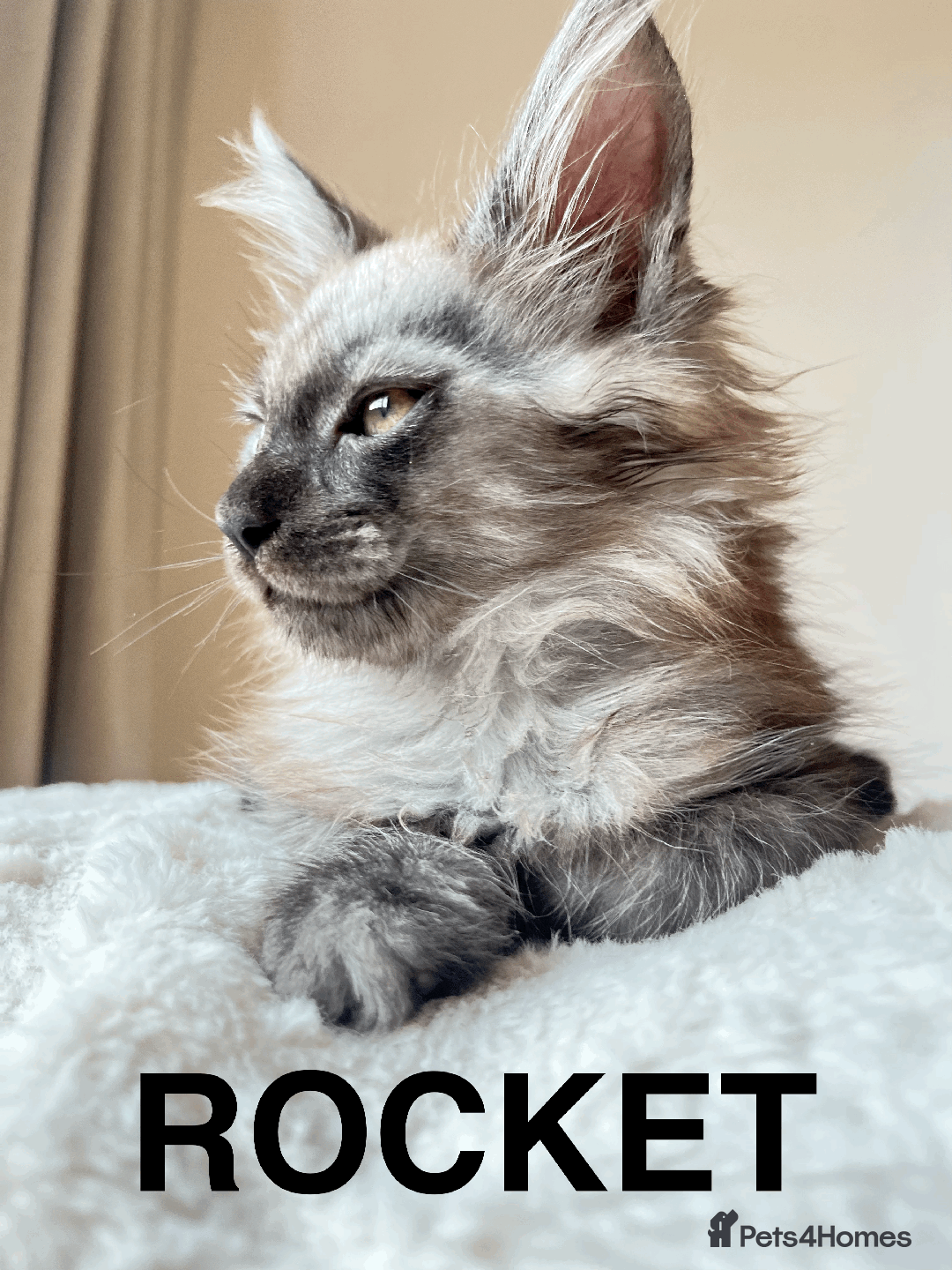 Maine Coon cats for sale: XXL CHAMPION RUSSIAN LINE.MAINE COON KITTENS - Advert 1