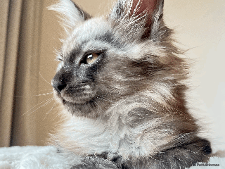 Maine Coon cats XXL CHAMPION RUSSIAN LINE.MAINE COON KITTENS - Advert 8