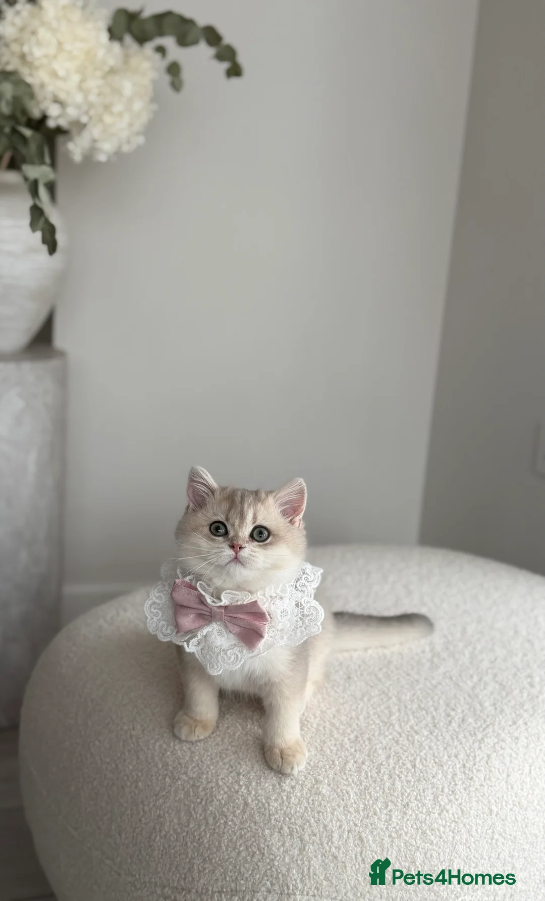 British Shorthair cats for sale: Blue Golden British Shorthair kitty - Advert 6