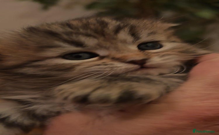 Siberian cats Siberian GCCFxGolden Chinchilla GCCF - Advert 1