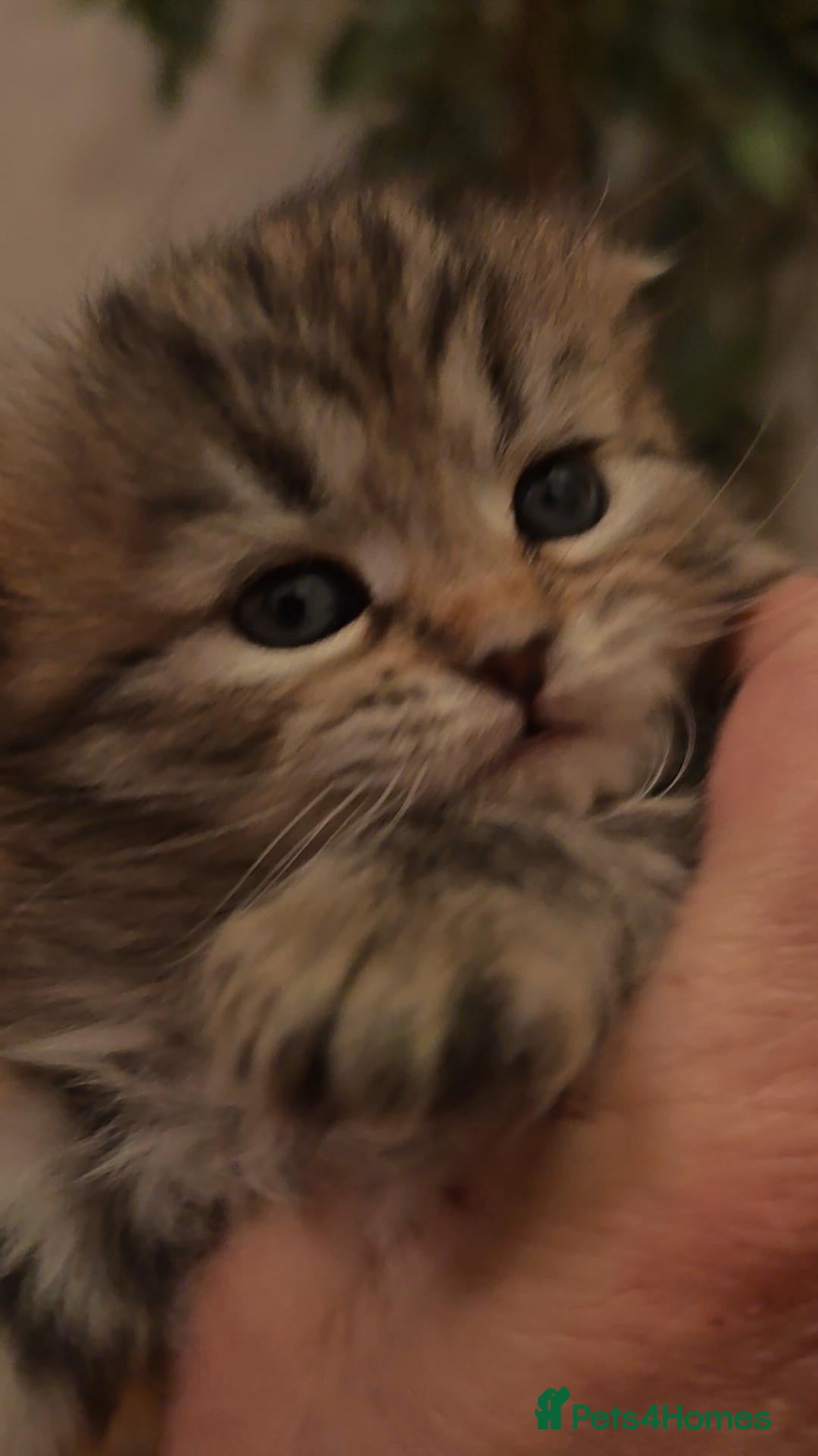 Siberian cats for sale: Siberian GCCFxGolden Chinchilla GCCF - Advert 1