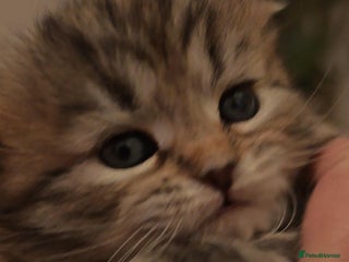 Siberian cats Siberian GCCFxGolden Chinchilla GCCF - Advert 4