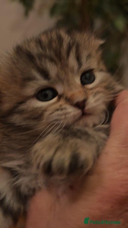 Siberian cats Siberian GCCFxGolden Chinchilla GCCF - Advert 1