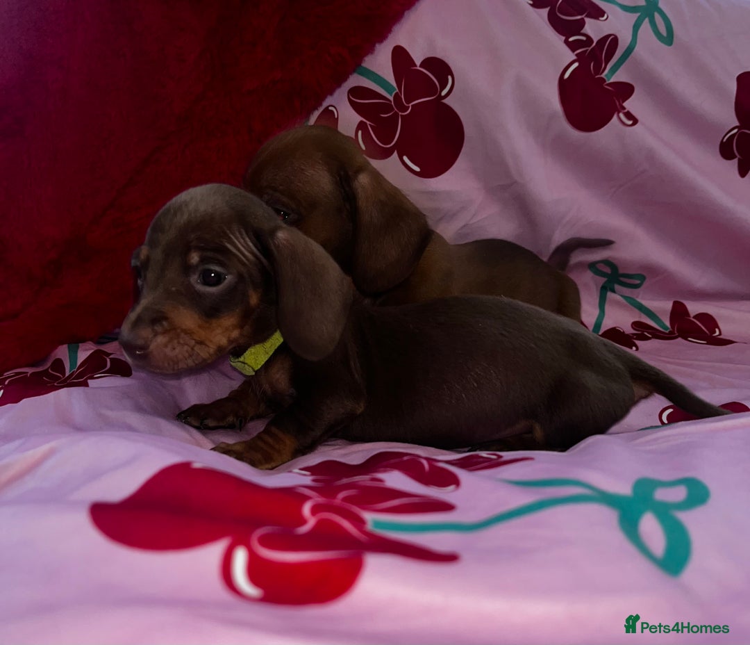 Miniature Dachshund dogs for sale: Miniature dachshund  - Advert 3