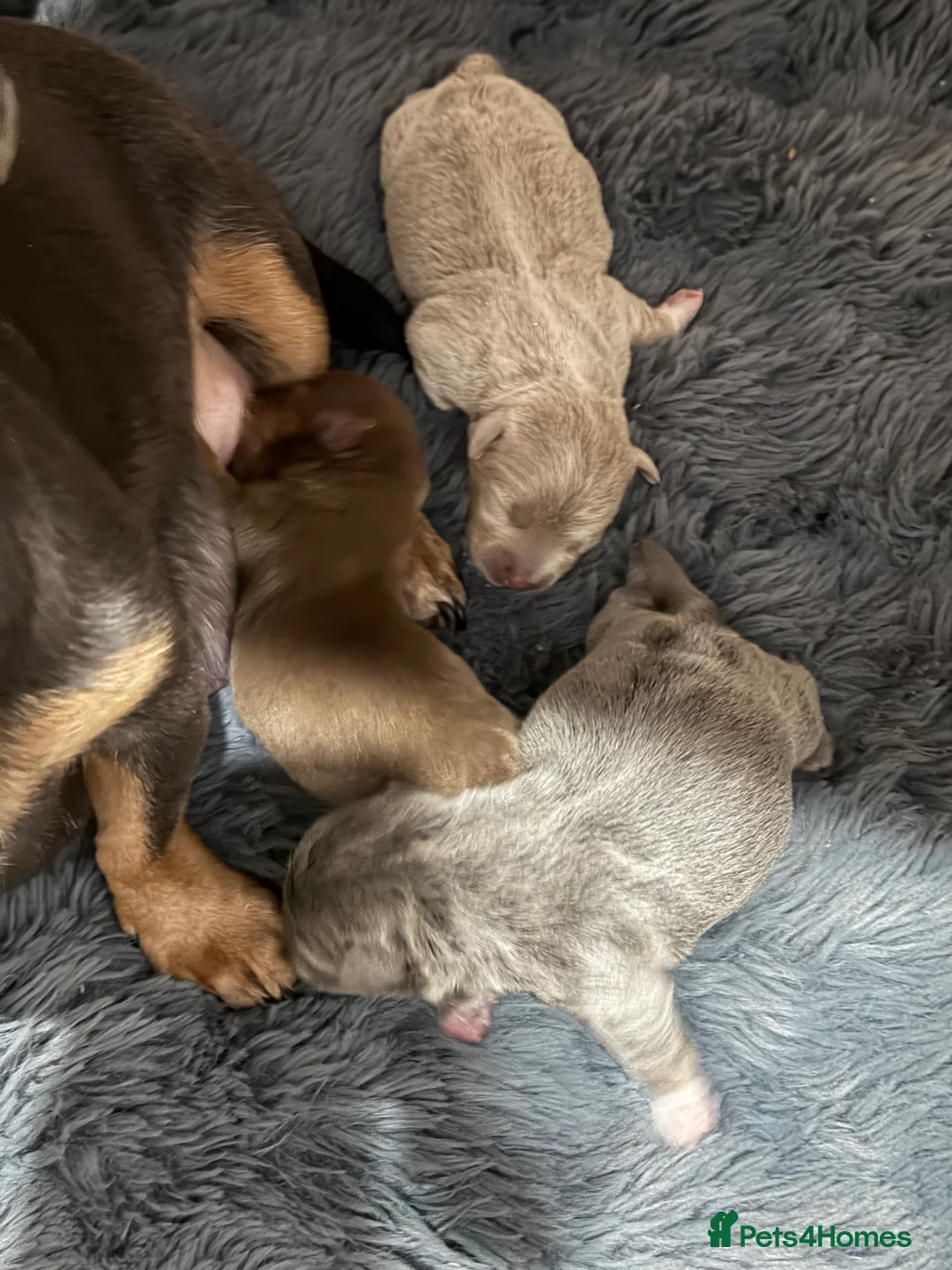 Jack Russell dogs for sale: Jack Russell Puppies – Chocolate, Blue & Lilac - Advert 3